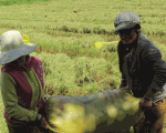 Đi làm công nhân để mong đổi đời